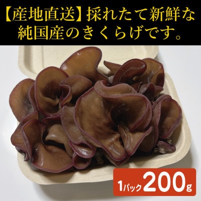 純国産きくらげ　生・乾燥セット