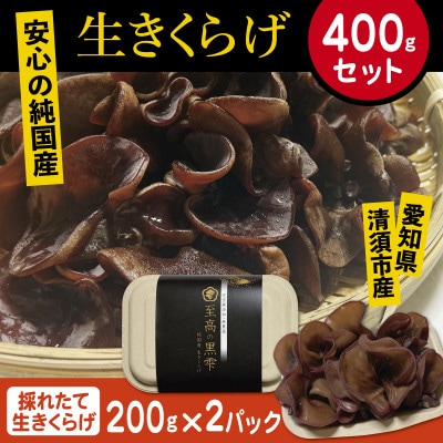 純国産　新鮮生きくらげ