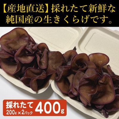 純国産　新鮮生きくらげ