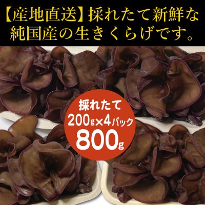純国産　新鮮生きくらげ