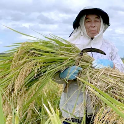 のし餅・たがね餅セット(合計約1,550g)