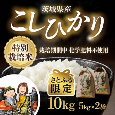 【さとふる限定】特別栽培米 こしひかり 10kg(5kg×2袋)精米 茨城県産 令和8年産