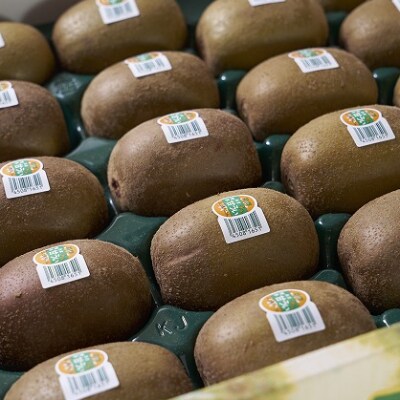福岡限定!ブランドキウイ「甘うぃ(あまうぃ)」約3kg箱(24-33玉)(遠賀町)