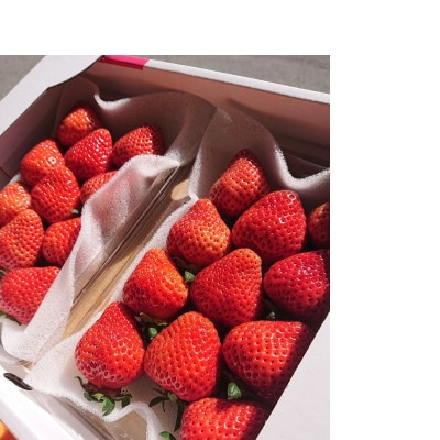 【2026年2月上旬より順次発送】福岡県産あまおうDX(デラックス) 約280g×2パック(遠賀町)