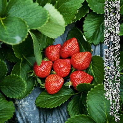 【福岡県産あまおう使用】至福 あまおう大福(50g×8個×2セット[計800g])化粧箱入(遠賀町)