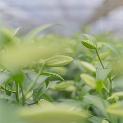 日頃の感謝を「花束」に込めて【オリエンタルリリー優品3本】