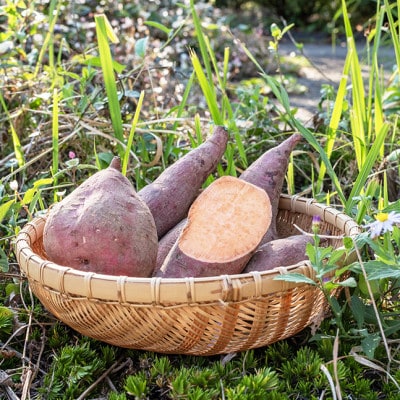 いも焼き菓子 「ひがしやま。ミニ」(15枚入)　Qdr-236