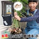 知育にも人気!本格農業体験しょうが栽培キットFis-A02