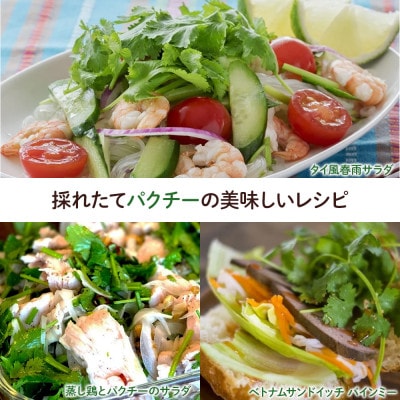 初心者も安心「並盛り」パクチー栽培キット