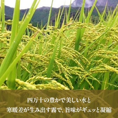 【毎月定期便】四万十町産 無洗米「にこまる」 5kg全6回