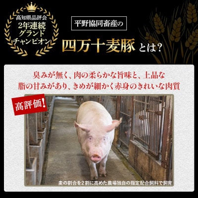 四万十産ブランド豚使用!四万十たっぷり丸餃子 4袋