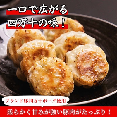 四万十産ブランド豚使用!四万十たっぷり丸餃子 4袋