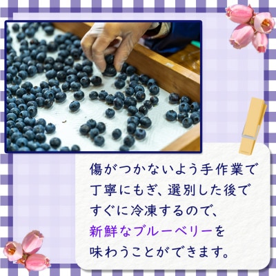 【訳あり】シャーベット感覚!四万十町産 冷凍ブルーベリー1kg(500g×2袋)Cvs-11