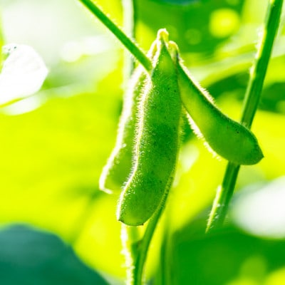 夏の味覚「枝豆」2キロ