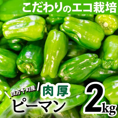 肉厚ジューシー!エコ栽培でえぐみ少ないピーマン2kg