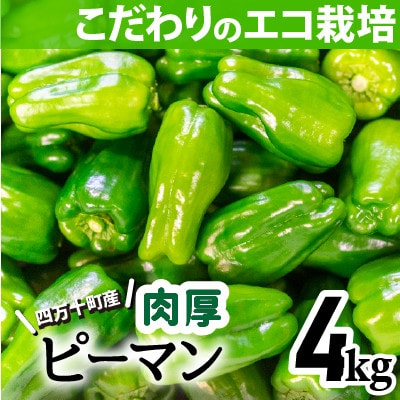 肉厚ジューシー!エコ栽培でえぐみ少ないピーマン4kg