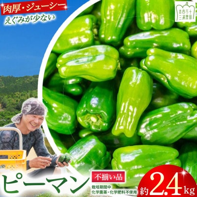 【不揃い品】肉厚ジューシー!エコ栽培でえぐみ少ないピーマン2.4Kg