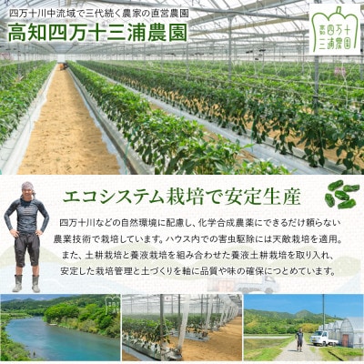 【不揃い品】肉厚ジューシー!エコ栽培でえぐみ少ないピーマン2.4Kg