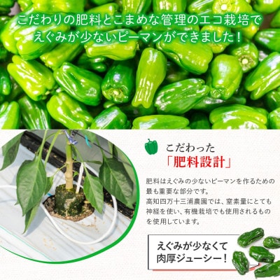 【不揃い品】肉厚ジューシー!エコ栽培でえぐみ少ないピーマン2.4Kg