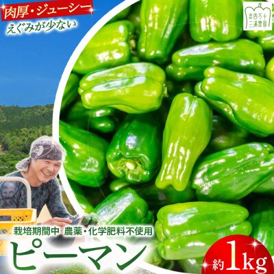 肉厚ジューシー!エコ栽培でえぐみ少ないピーマン1kg