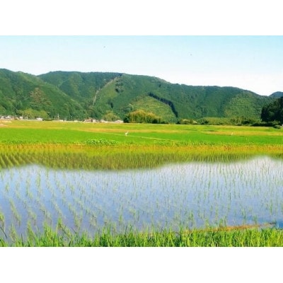 6年産樽井商店の仁井田米　[ヒノヒカリ]　精米　5kg