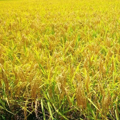 特A7年産樽井商店の仁井田米　にこまる　精米　3kg