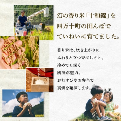 四万十育ち!冷めても香る幻の米『香り米』　10kg　Fnp-02