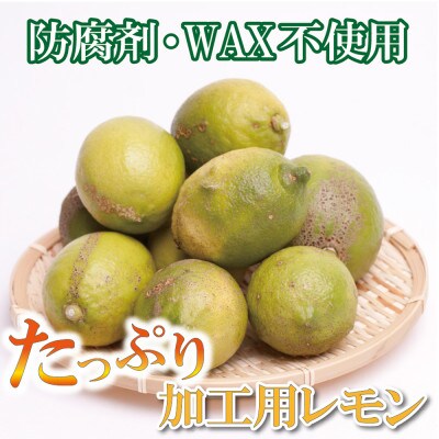加工用 黒潮レモン3kg+90g(傷み補償分)【防腐剤・WAX不使用】【国産レモン】【訳あり】