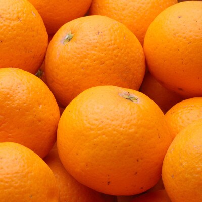 <2月より発送>厳選 清見オレンジ3.5kg+105g(傷み補償分)【光センサー選別】