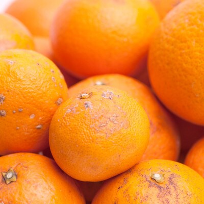 <2月より発送>家庭用 清見オレンジ5kg+150g(傷み補償分)【訳あり】【光センサー食頃出荷】