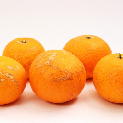 <2月より発送>家庭用 清見オレンジ10kg+300g(傷み補償分)【訳あり】【光センサー食頃出荷】