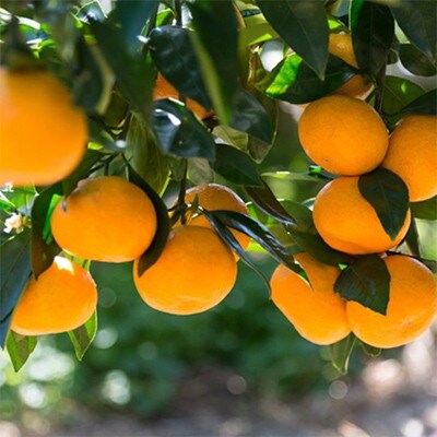 [秀品]紀州有田みかん約3kg(S～Lサイズ混合) (古座川町)
