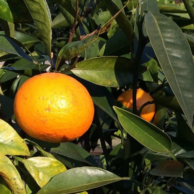 【春みかん】和歌山有田産カラマンダリン約5kg(サイズおまかせ)【古座川町】