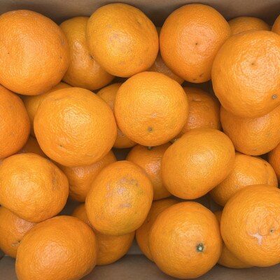 【春みかん】和歌山有田産カラマンダリン約5kg(サイズおまかせ)【古座川町】