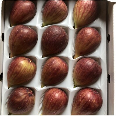 【ハウス栽培】和歌山県産樹上完熟いちじく12玉入り(古座川町)