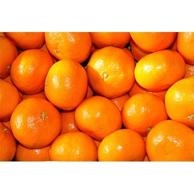 「農家直送」紀州有田みかん約5kg (S～Lサイズおまかせ)(古座川町)