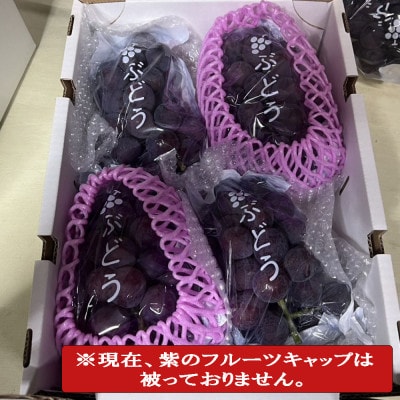 【新鮮・産直】和歌山県産たねなしピオーネ約3kg(4房～7房)(古座川町)