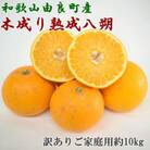 【産直】和歌山県由良町産の木成り熟成八朔約10kg(サイズ混合・訳ありご家庭用)(古座川町)