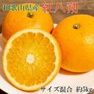 【希少品種】和歌山県産紅八朔約5kg(サイズ混合)(古座川町)