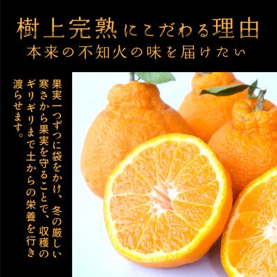 先行予約!【贈答用化粧箱入】 不知火 樹上完熟 約2kg (5～8個入)
