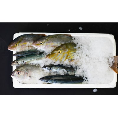 【漁港直送】朝獲れ鮮魚 詰め合わせ 4kg