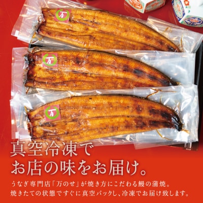 【鹿児島県産 鰻】うなぎ専門店「万のせ」 うなぎ蒲焼3尾