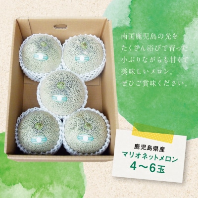 ◆5月～6月出荷◆鹿児島県産 マリオネットメロン 4～6玉 JA南さつま