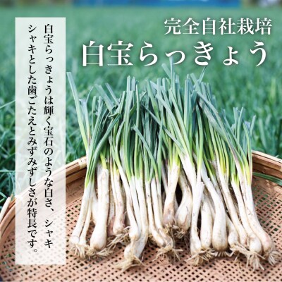 【鹿児島県産】スライス白宝らっきょう 8袋