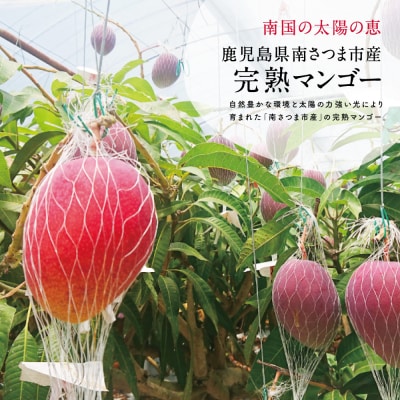 【先行受付】 鹿児島県産 完熟マンゴー  4L 2玉 <2026年6月～順次発送>