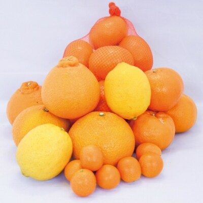 鹿児島県南さつま市産 旬の柑橘類詰め合わせ お礼品詳細 ふるさと納税なら さとふる