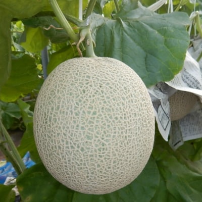 【11月末～12月中旬発送】鹿児島県産 砂丘メロン「加世田アールスメロン」2玉 化粧箱入り