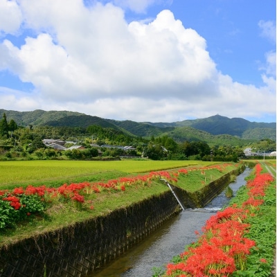【定期便 全3回】<令和6年産> 農家自慢のお米 5kg×3ヶ月 定期便 鹿児島県南さつま市産
