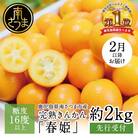 【2026年2月発送開始】鹿児島県産ブランドきんかん「春姫」 約2kg
