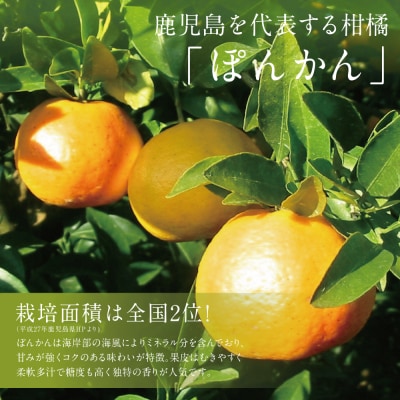 【先行受付:2024年1月上旬発送開始】鹿児島県産 ぽんかん 約5kg 果物 フルーツ 柑橘